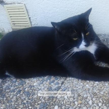 Photo 1/1 Pilou Chat lost in Inzinzac lochrist