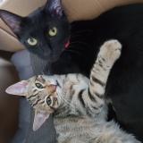 Picture of cat lost at Neuille