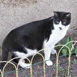 Picture of cat lost at Le Coteau