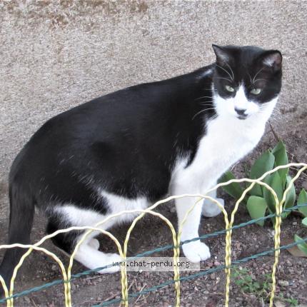 Photo 1/1 Titou Chat lost in Le coteau