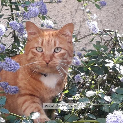 Photo 1/1 LEO Chat lost in Cumieres