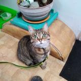 Picture of cat lost at Saint Georges Des Groseillers