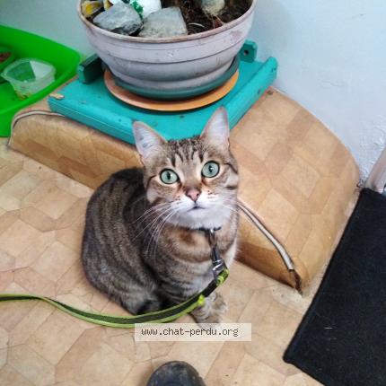 Photo 1/1 Leeloo Chat lost in Saint georges des groseillers