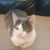 Picture of cat lost at Villemomble