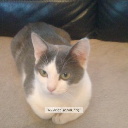 Photo 1/1 Louping Chat lost in Villemomble