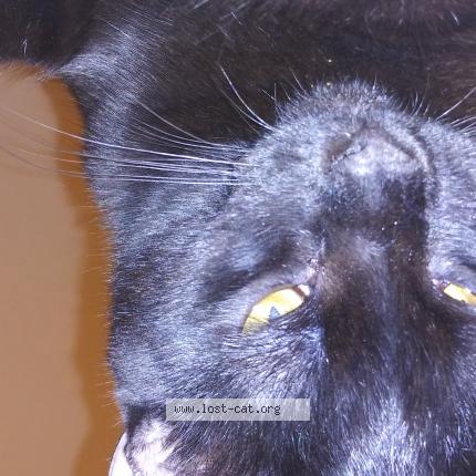 539897 Pinky Lost Cat In Muldrow Lost Cat United States