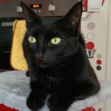 Picture of cat lost at Grigny