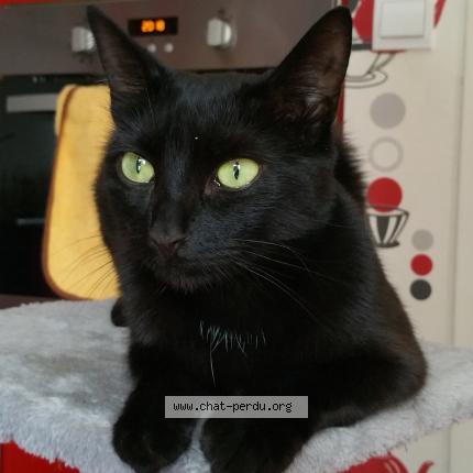 Photo 1/1 Myra Chat lost in Grigny