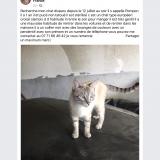 Picture of cat lost at Hericourt