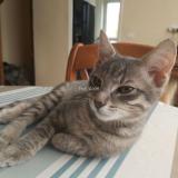 Picture of cat lost at Evry