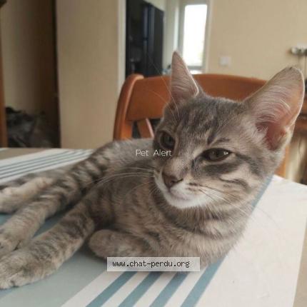 Photo 1/1 Lucky Chat lost in Evry