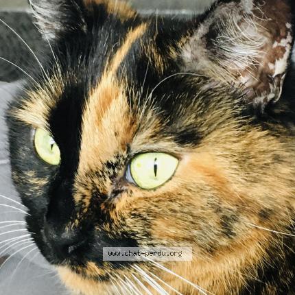 5416 Nala Lost Cat In Warwick Lost Cat Canada 5416 Nala Lost Cat In Warwick Lost Cat Canada