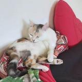 Picture of cat lost at La Courneuve