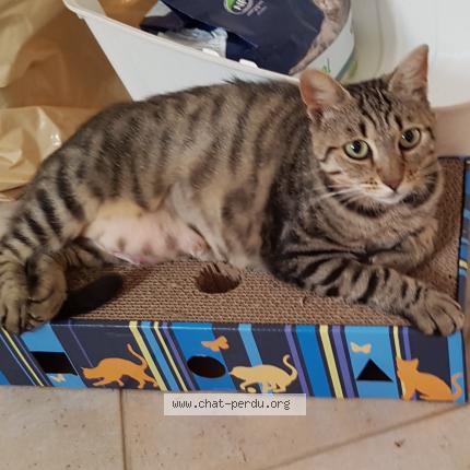 Photo 1/1 Savannah Chat lost in Morangis