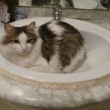 Picture of cat lost at Montpellier