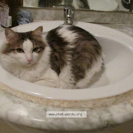 Photo 1/1 fripon Chat lost in Montpellier