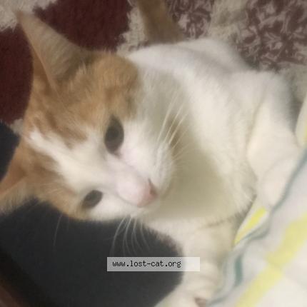 541931 Joey lost cat in CARDIFF Lost Cat Great Britain 541931 Joey lost cat in CARDIFF Lost Cat Great Britain