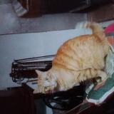 Picture of cat lost at Montaud