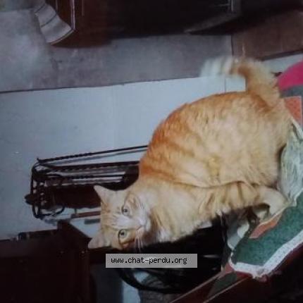 Photo 1/1 Moustique Chat lost in Montaud