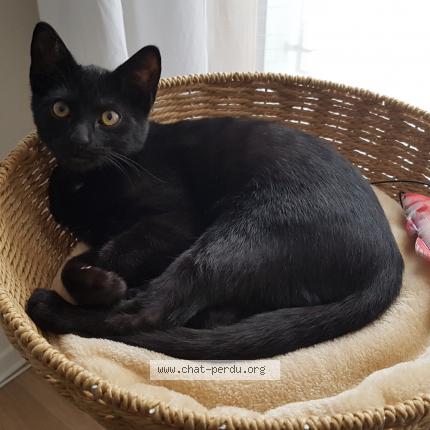 Photo 1/1 Réglisse Chat lost in Forges