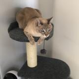 Picture of cat lost at La Roque D Antheron