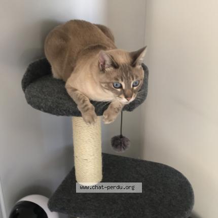 Photo 1/1 Naïla Chat lost in La roque d antheron