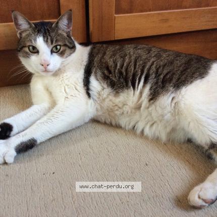 Photo 1/1 Titus Chat lost in Beauvoir en royans