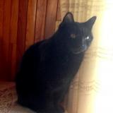 Picture of cat lost at Meillerie Locum