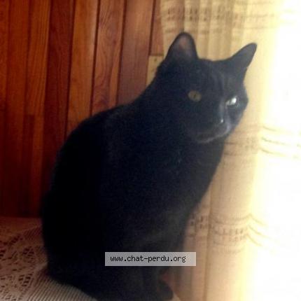 Photo 1/1 Lucius Chat lost in Meillerie locum