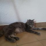 Picture of cat lost at Sanary Sur Mer