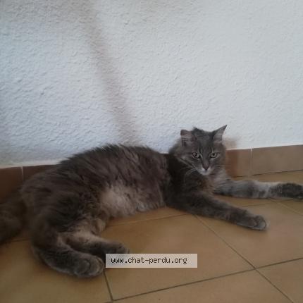 Photo 1/1 Bagheera Chat lost in Sanary sur mer