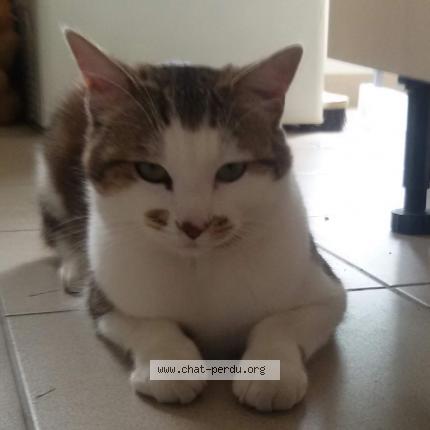 Photo 1/1 Loulou Chat lost in Persan