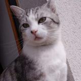 Picture of cat lost at Mezidon Vallee D Auge