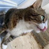 Picture of cat lost at Uccle