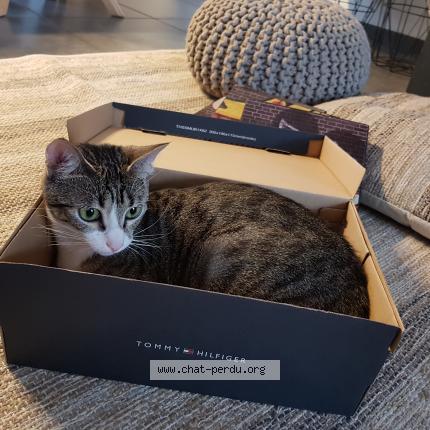 Photo 1/1 biscotte Chat lost in Palaiseau