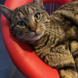 Picture of cat lost at Vesin