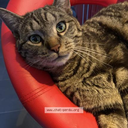 Photo 1/1 Diego Chat lost in Vesin