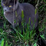 Picture of cat lost at Pont Saint Martin