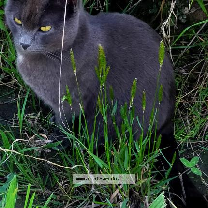 Photo 1/1 Ouisty Chat lost in Pont saint martin
