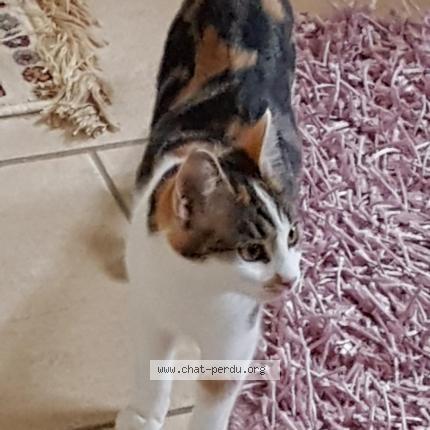 Photo 1/1 Candy Chat lost in Longeville les metz