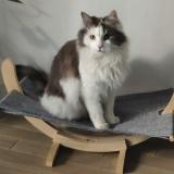 Picture of cat lost at Corbeil Essonne