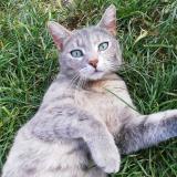 Picture of cat lost at Metz