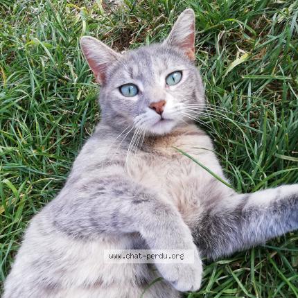 Photo 1/1 INAYA Chat lost in Metz