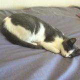 Picture of cat lost at Les Mureaux