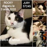 Picture of cat lost at Jury