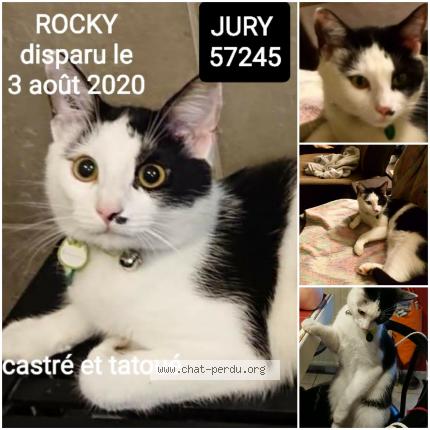 Photo 1/1 Rocky Chat lost in Jury