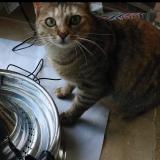 Picture of cat lost at Briatexte