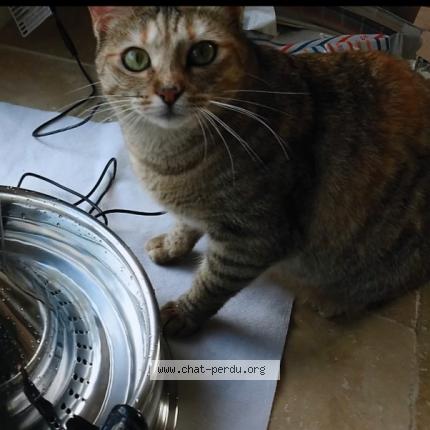 Photo 1/1 Oggy Chat lost in Briatexte