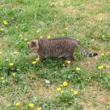 Picture of cat lost at Crisse