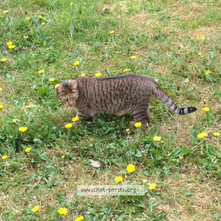 Photo 1/1 CERIZON Chat lost in Crisse